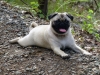 This is "Sunshine". Apparently Porsche isn't the only naughty Pug!